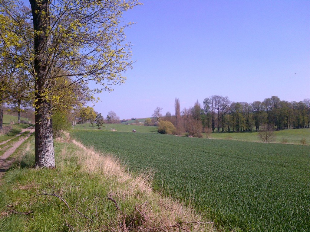 (Allée dans le parc)