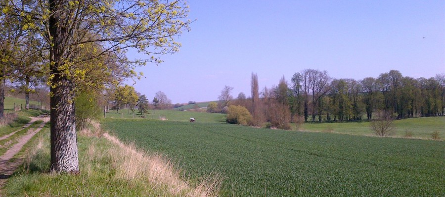 (Allée dans le parc)